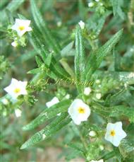  Leaves